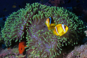 anemone, clownfish, coral hind, red sea by Carol Cox 